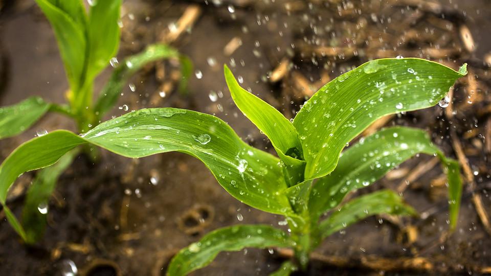 Corn Plant with Water Droplets