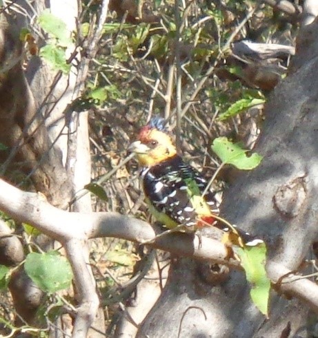 Crested Barbet