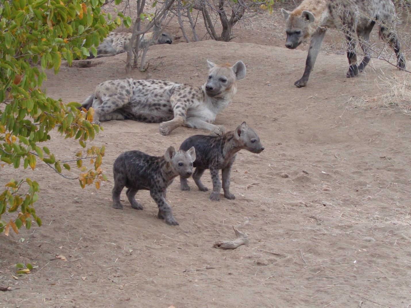 Hyena Cubs