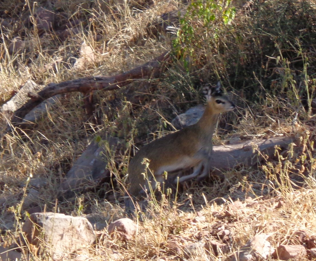 klipspringer