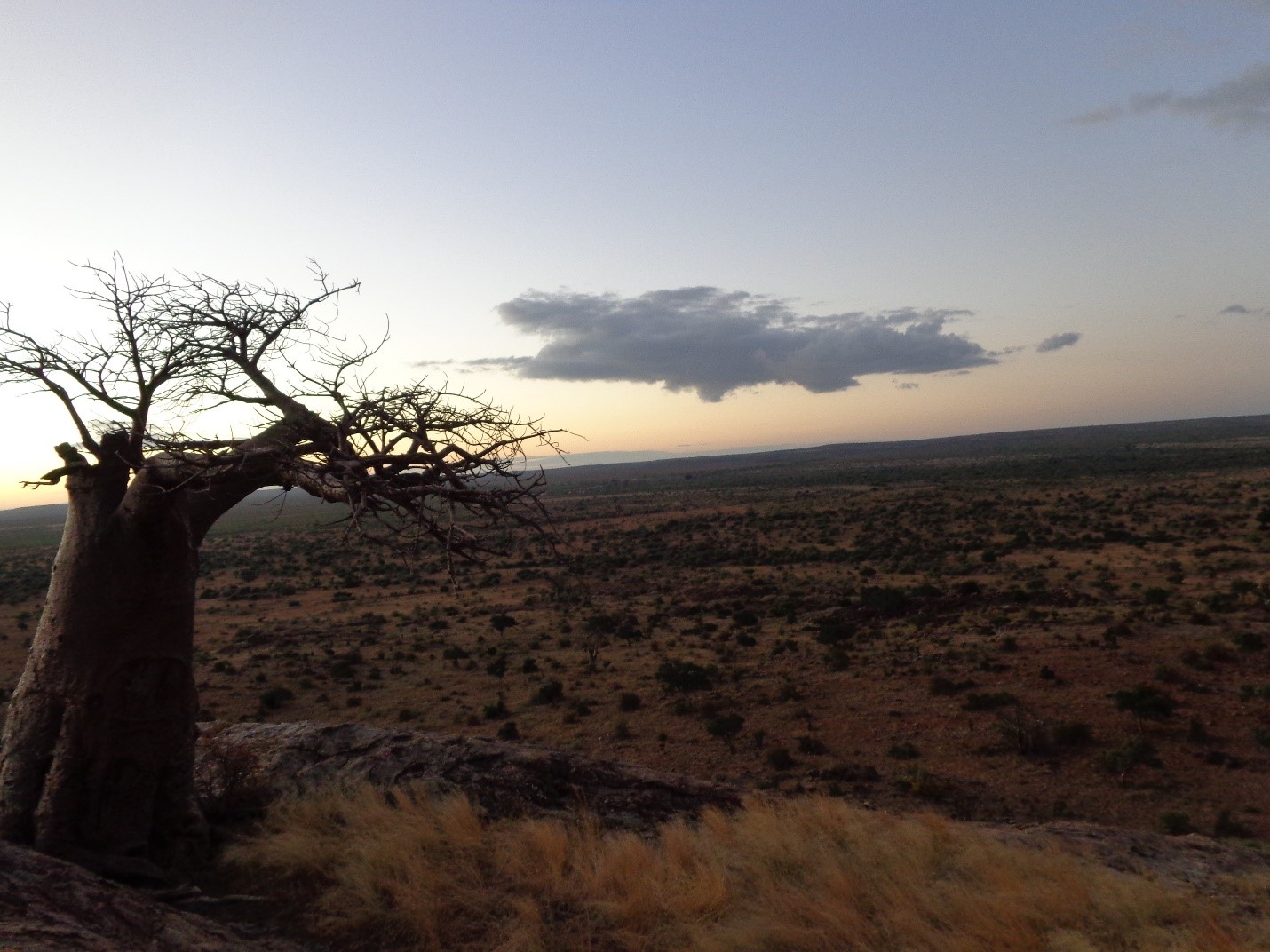 Botswana Plains