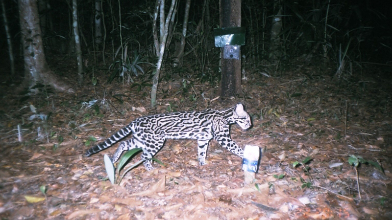 Ocelot