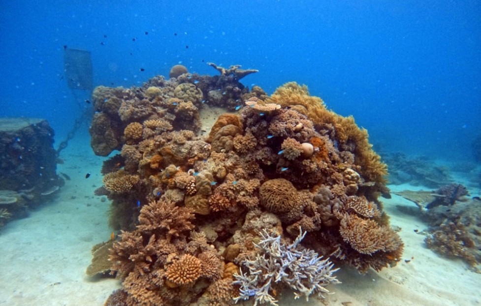 Great Barrier Reef sponges