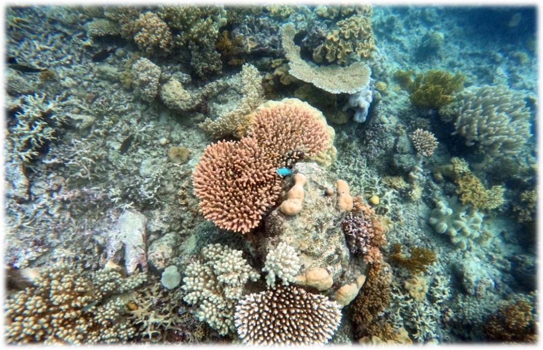 Great Barrier Reef sponges
