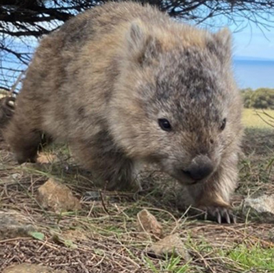 Wombat in wild