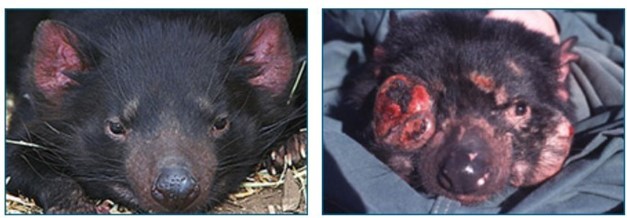 Tasmanian Devil clean face and cancer mass