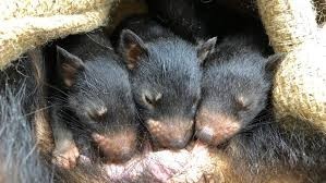 Tasmanian Devil triplets