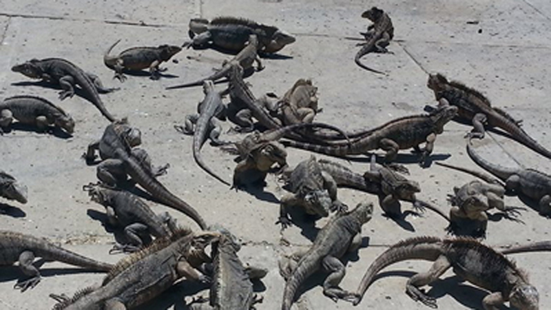 Puerto Rico 2014 Iguanas