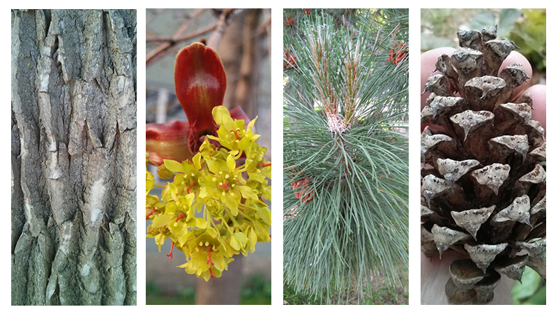 Norway Maple flower; eastern Cottonwood bark; Austrian Pine Twig Ponderosa Pine cone