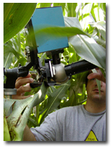 Leaf Optical Measurement