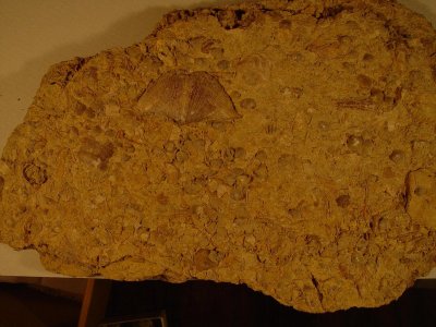 Slab of Fossiliferous Limestone