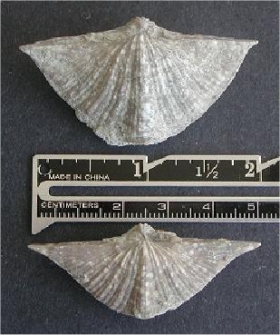 Neospirifer triplicatus