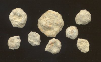 Oncolites from the Haynies Limestone bed, Ervine Creek Limestone member, Deer Creek formation, Cass County