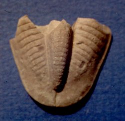 Ameura missouriensis w/bite marks
