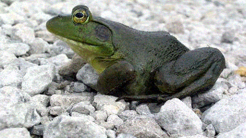 American Bullfrog