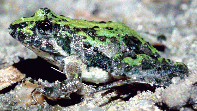 Blanchard's Cricket Frog