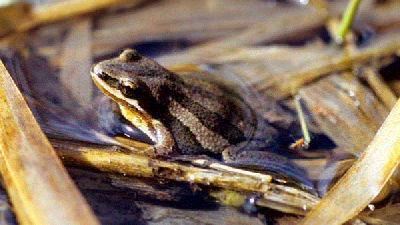 Boreal Chorus Frog