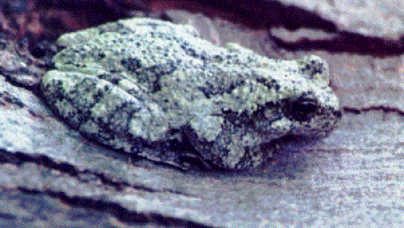 Cope's Gray Treefrog