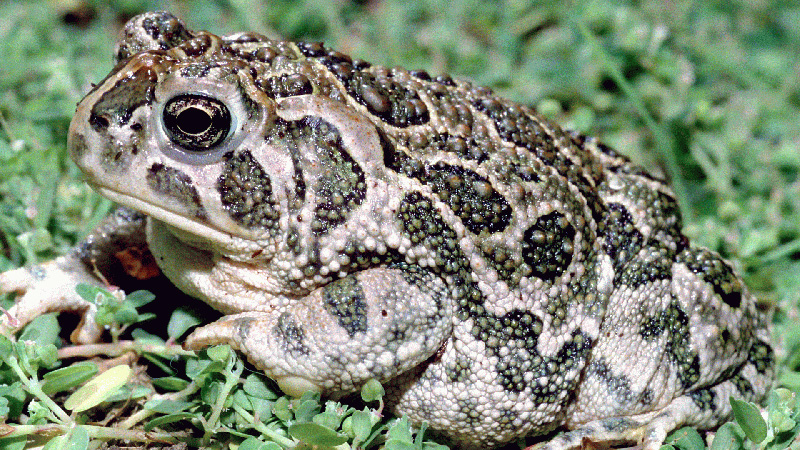 Great Plains Toad