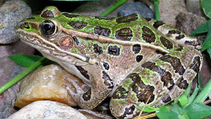 Northern Leopard Frog