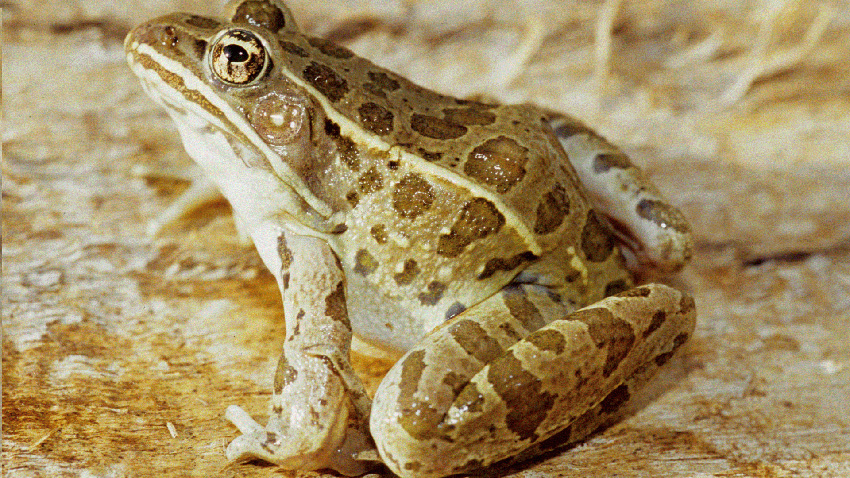 Plains Leopart Frog