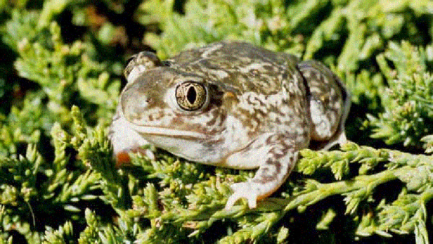 Plains Spadefoot