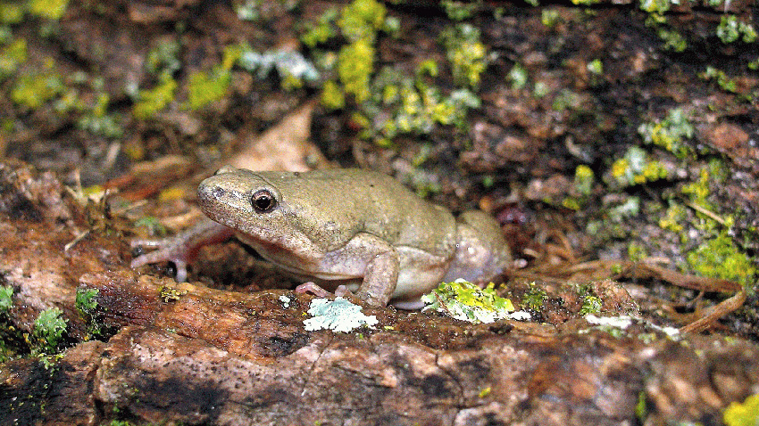 Western Narrow-mouth Toad