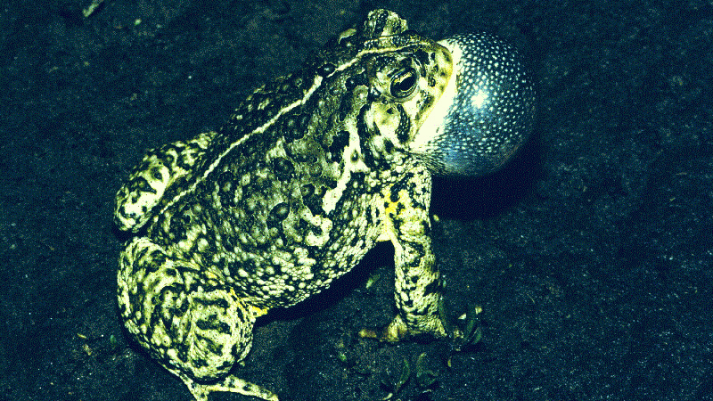 Woodhouse's Toad