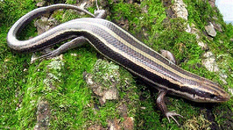 Common Five-lined Skink