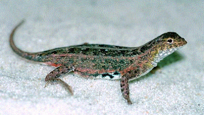 Common Lesser Earless Lizard