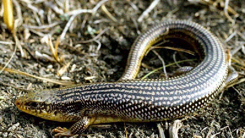 Great Plains Skink