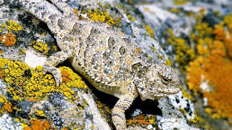 Short-horned Lizard