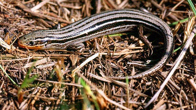 Northen Prairie Skink