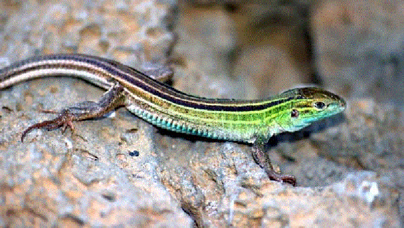 Six-lined Racerunner