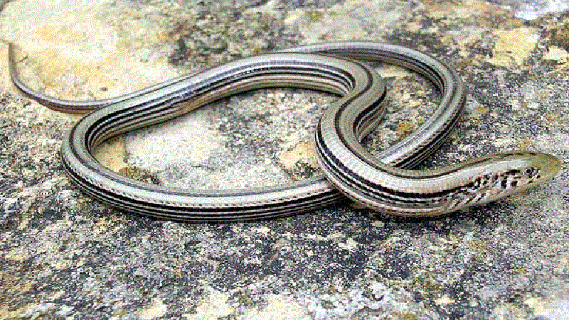 Slender Glass Lizard