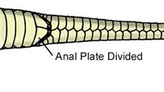 Anal Plate