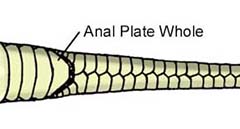 Anal Plate - Whole