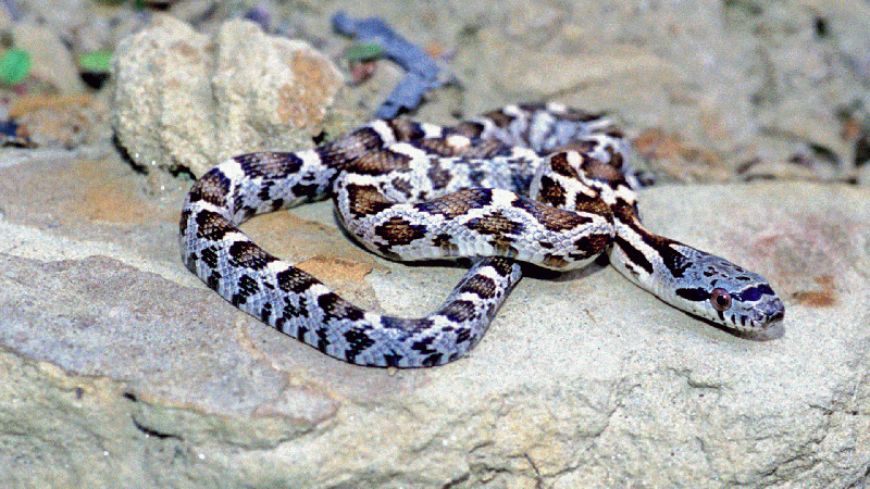 Western Black Ratsnake (Juvenile)