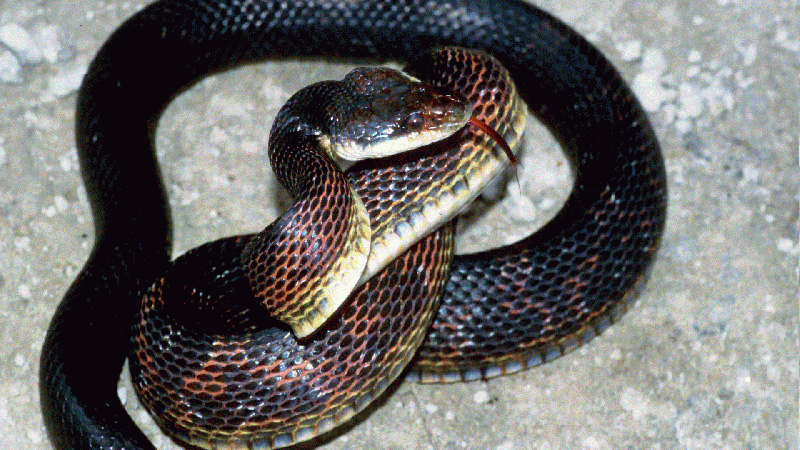 Western Black Ratsnake