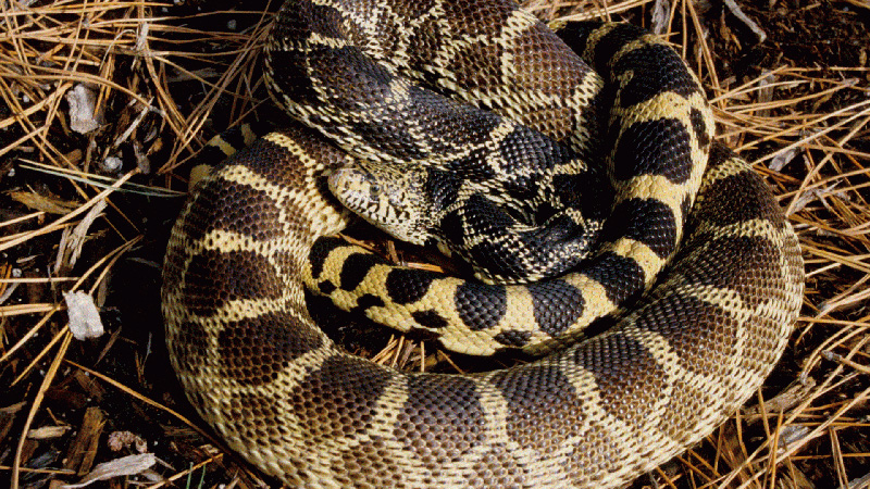 Bullsnake