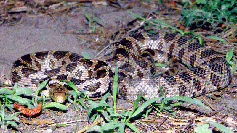 Western Fox Snake