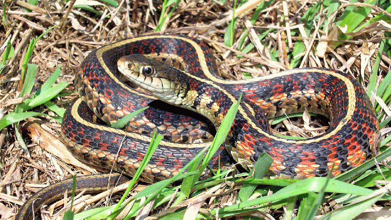 Common Gartersnake