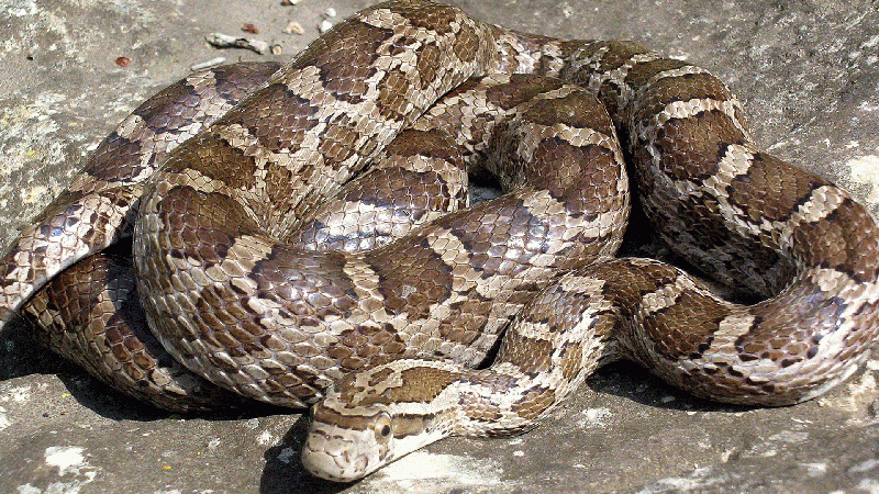 Great Plains Ratsnake