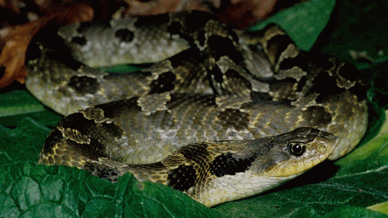 Eastern Hog-nosed Snake