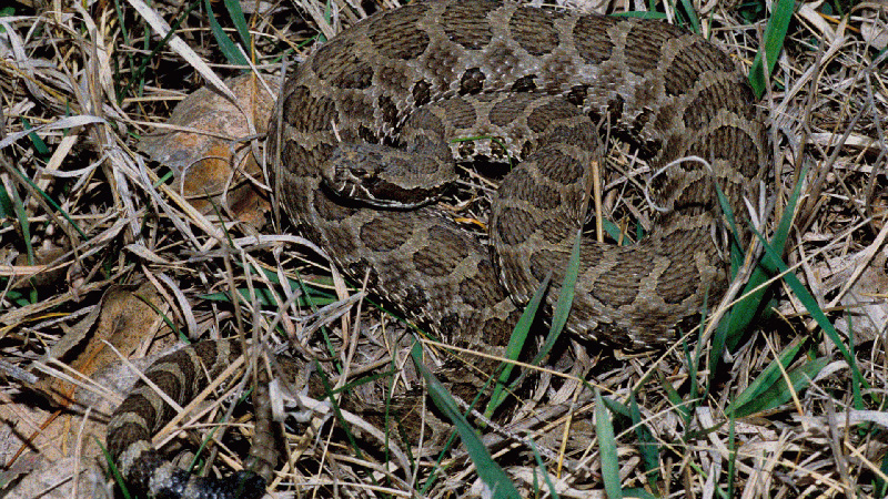 Western Massasauga Rattlesnake