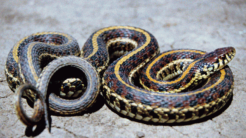 Plains Gartersnake