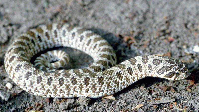 Plains Hog-nosed Snake