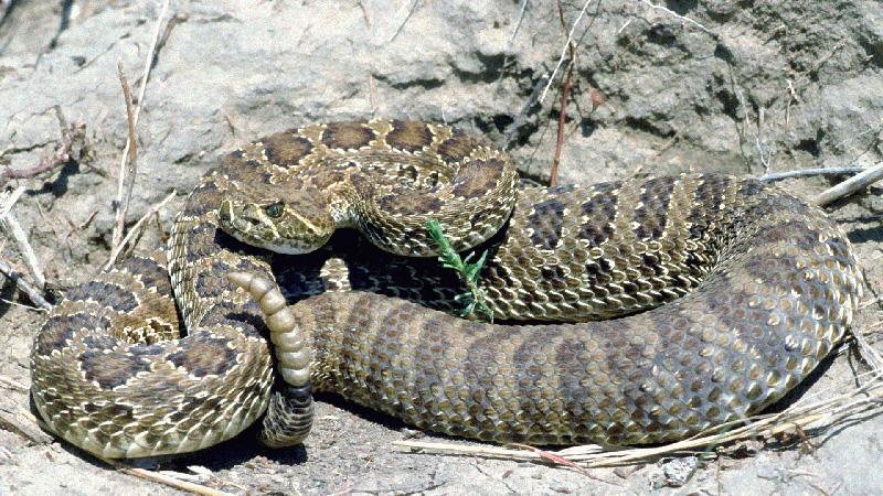 Prairie Rattlesnake