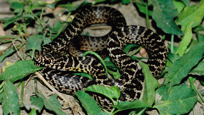 North American Racer (Juvenile)