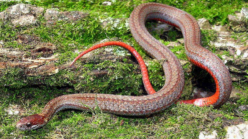 Red-bellied Snake